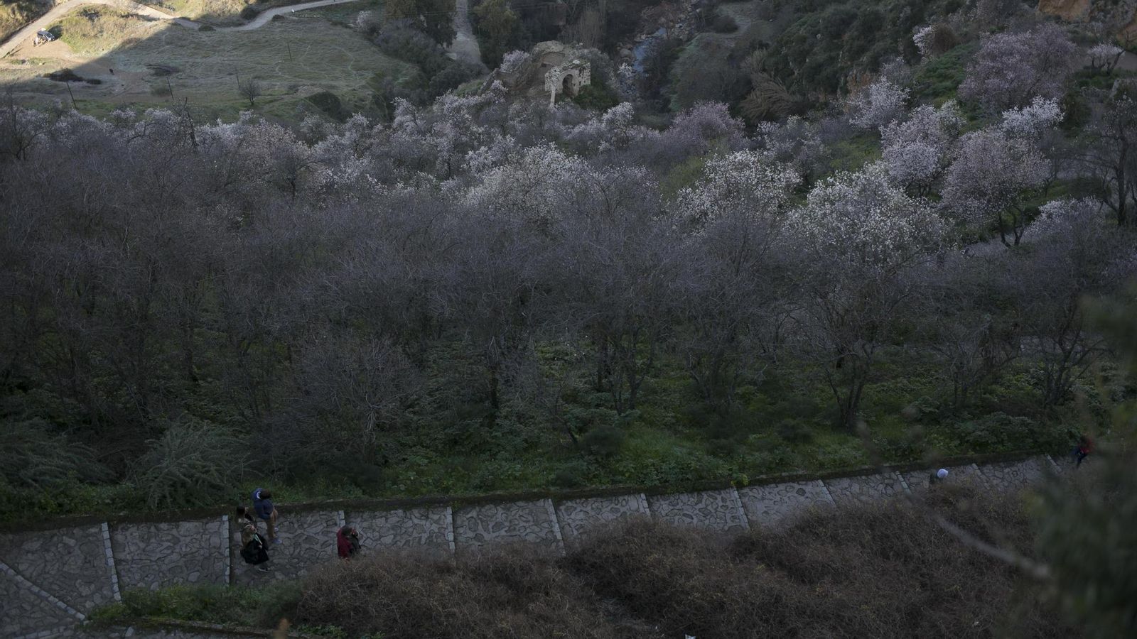 Bajada hacia el fondo del Tajo de Ronda por un camino entre almendros.