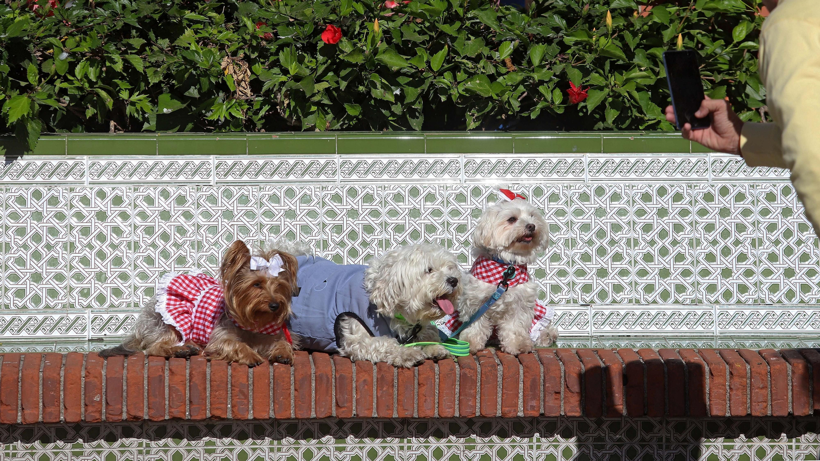 Fotos de la VI Ruta de la Tapa en La Línea