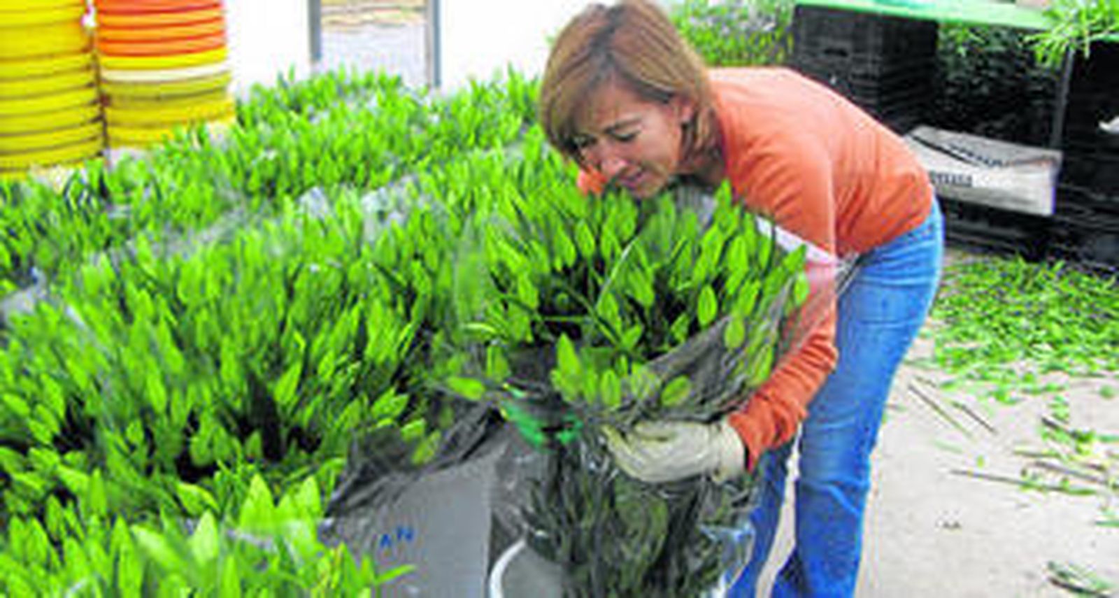 La actividad en los invernaderos de flores de Chipiona es frenética en estos días por la proximidad de la festividad de los Difuntos.