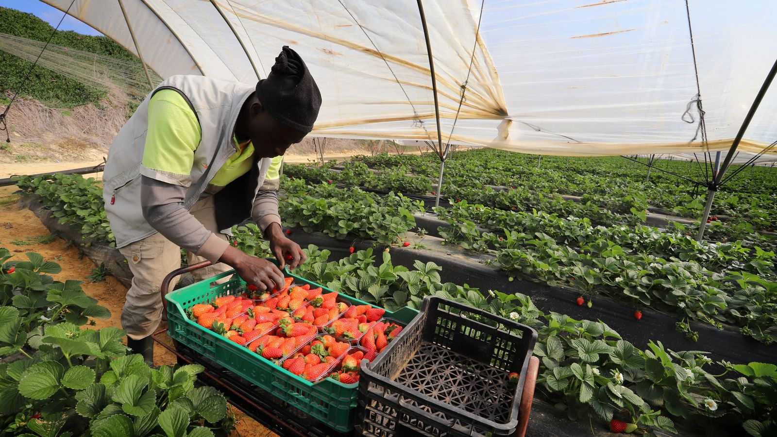 Recogida de fresas en una finca de la localidad de Bonares.