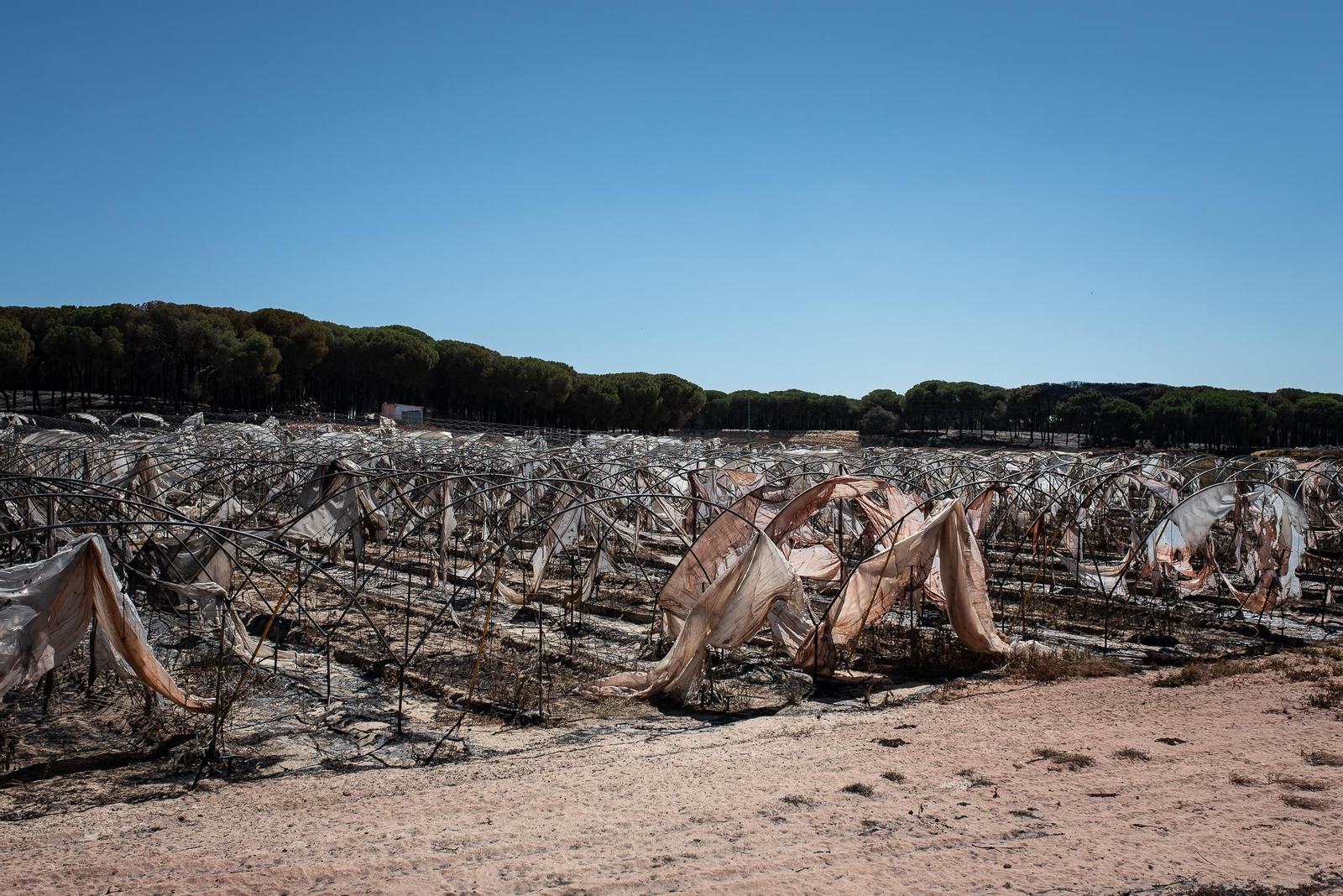 El rastro del incendio de Almonte en imágenes
