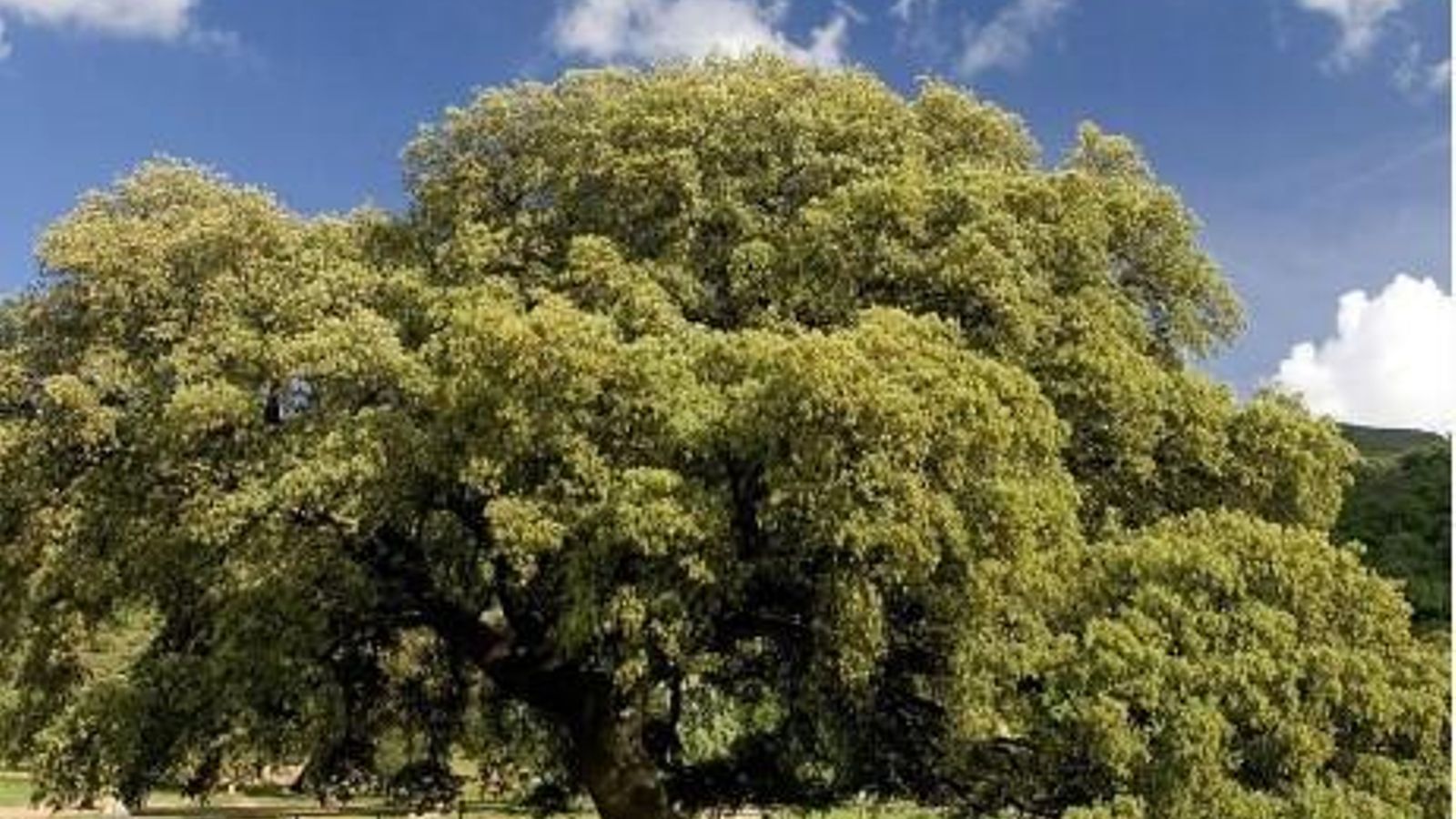 Chaparro de la Vega, en Coripe, que ha resultado ganador.