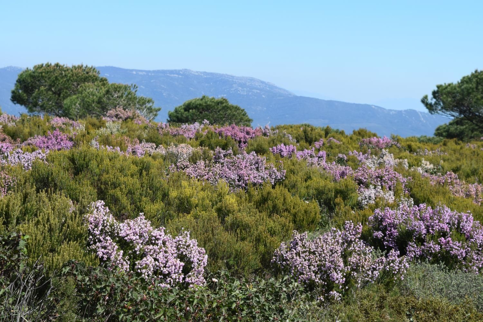 Herriza del Campo del Gibraltar con una de sus especies más características ('Erica australis') en flor.