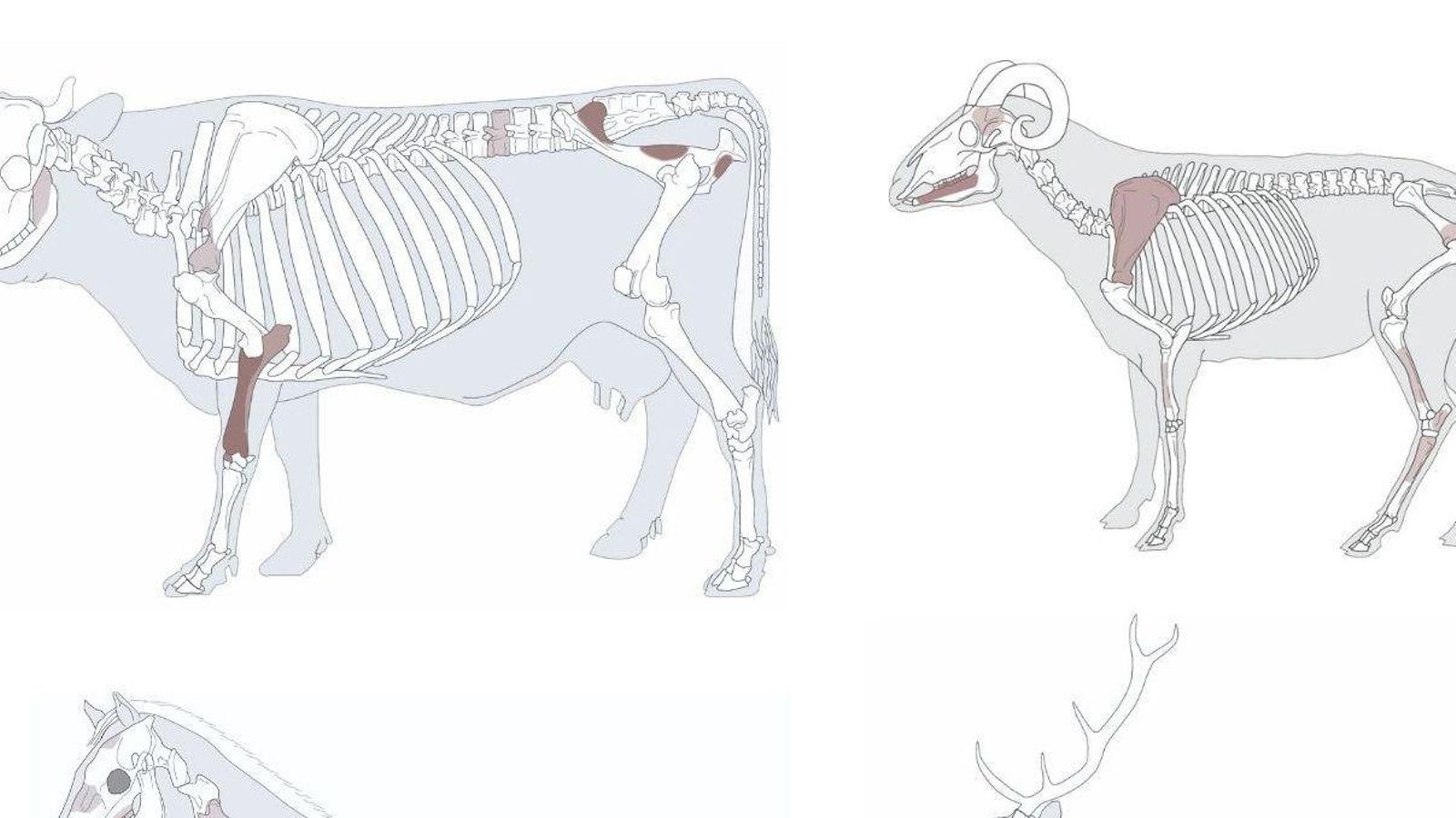 Animales que formaron parte del banquete.