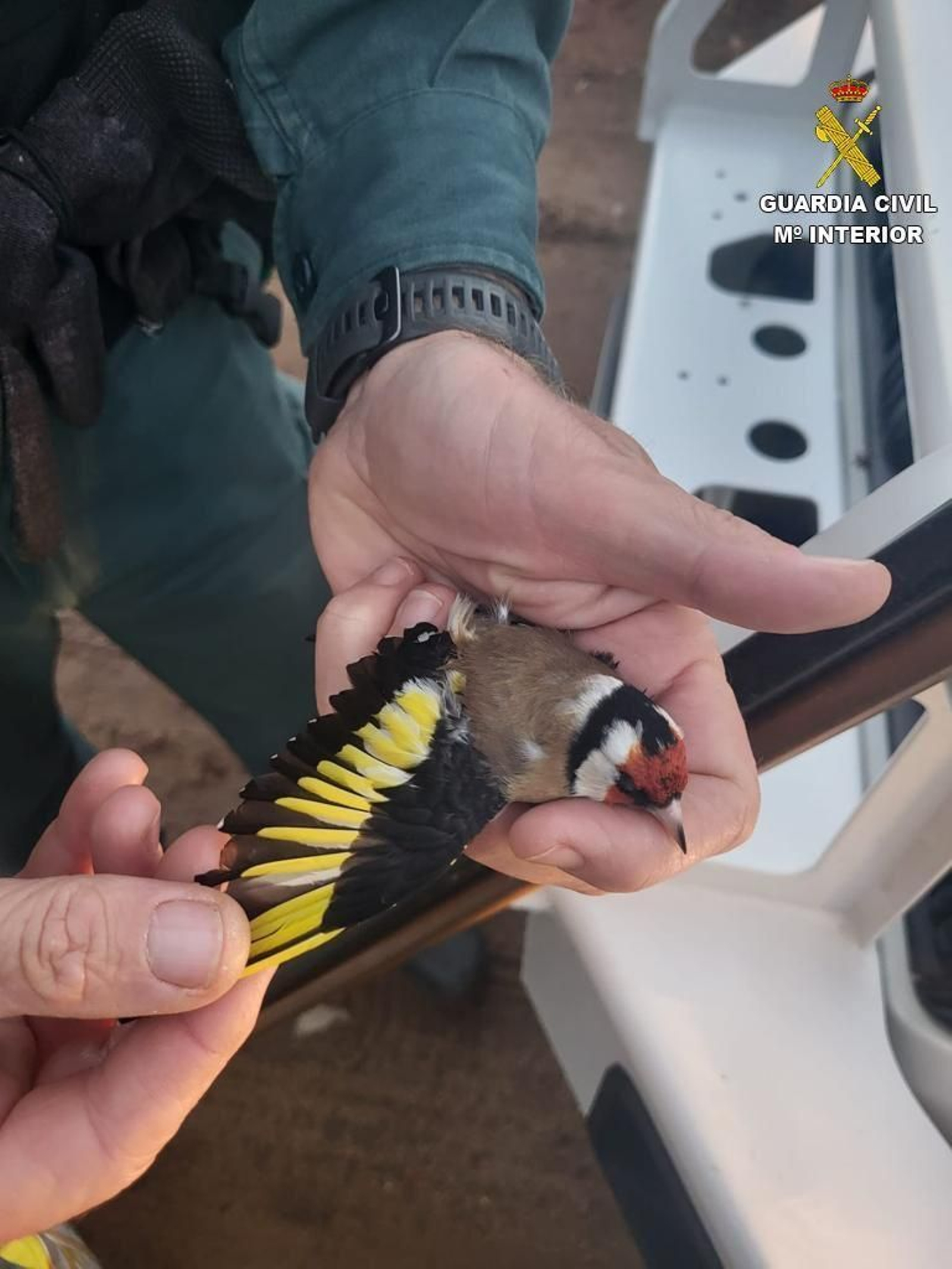 Un agente de la Guardia Civil muestra una de las aves antes de proceder a su suelta.