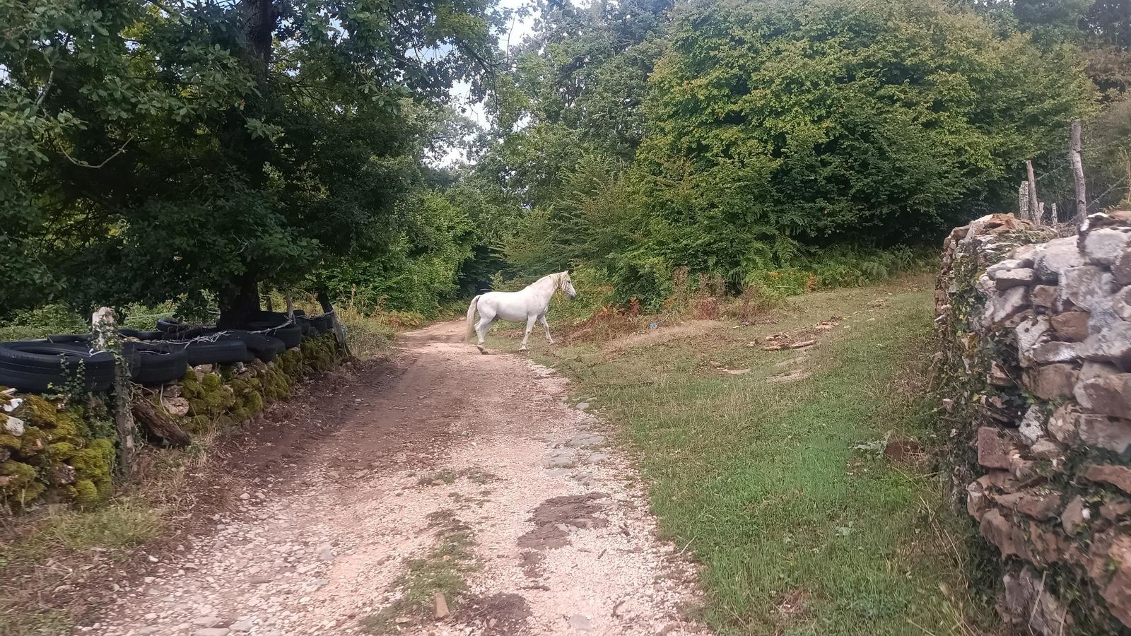 Un caballo se cruza en el camino. Por este tramo se alternan praderas y bosques.