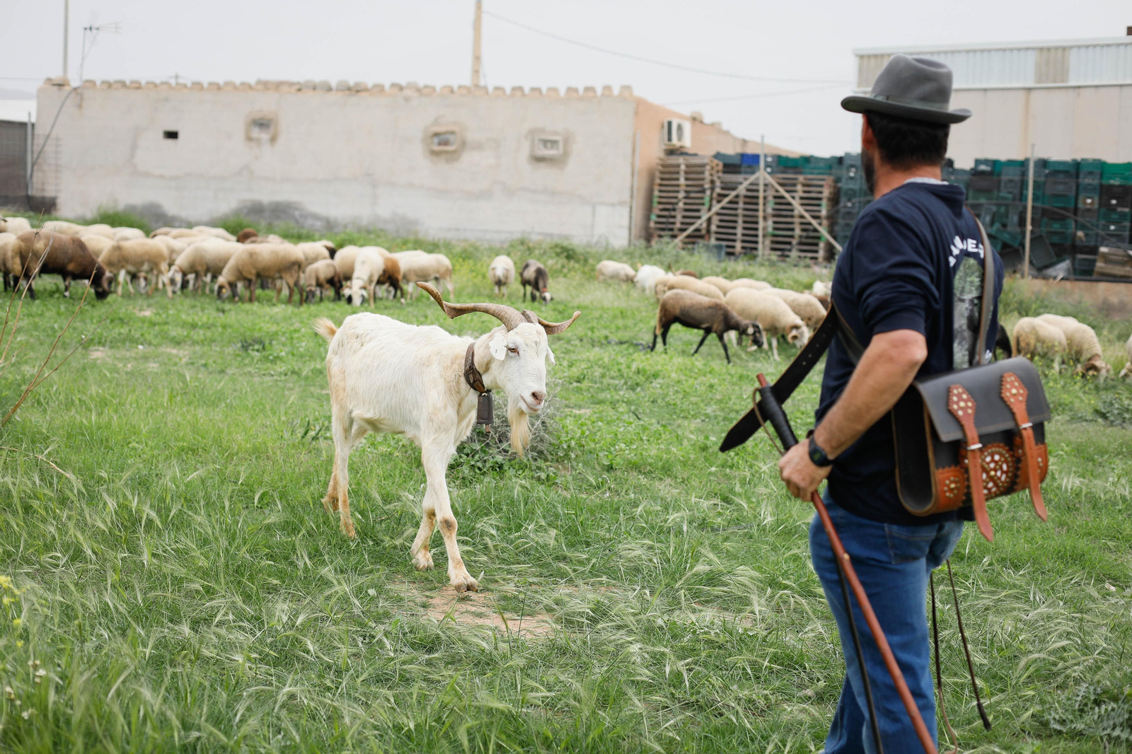 Galería de la Feria  de ganado en Tarambana