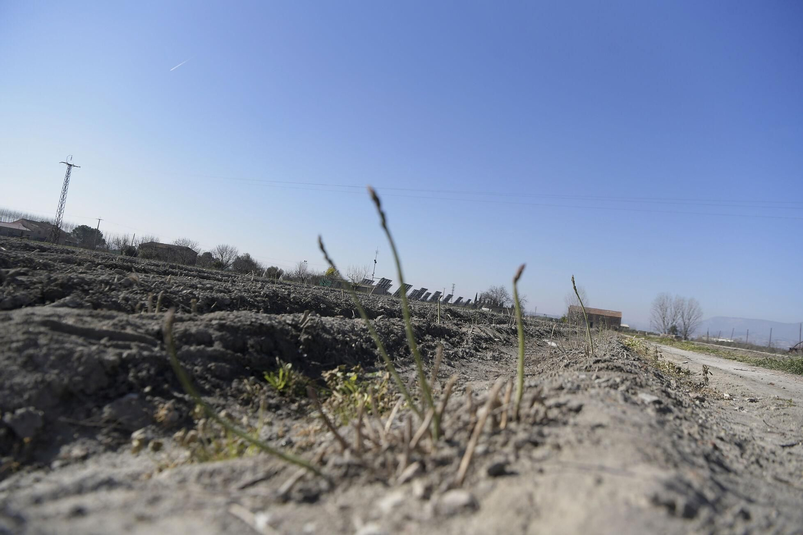 La sequía y el calor anormal adelantan las cosechas espárrago y almendra