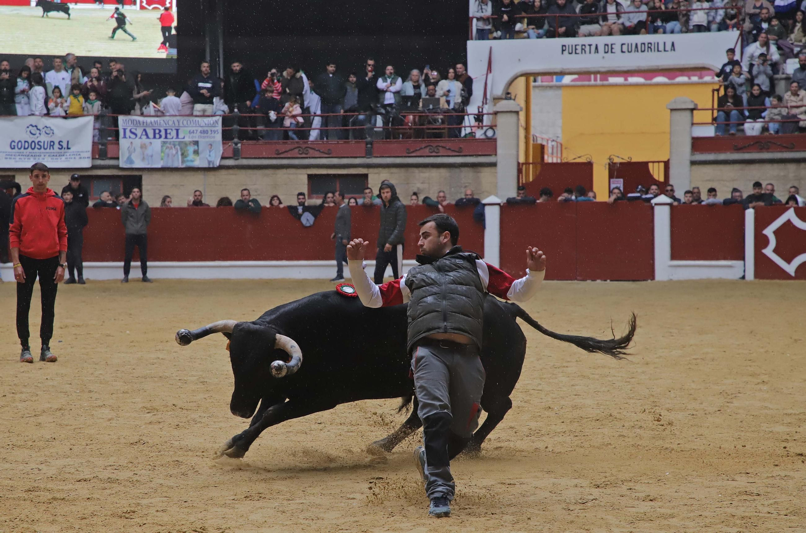 Fotos de los encierros del domingo del Toro Embolao en Los Barrios