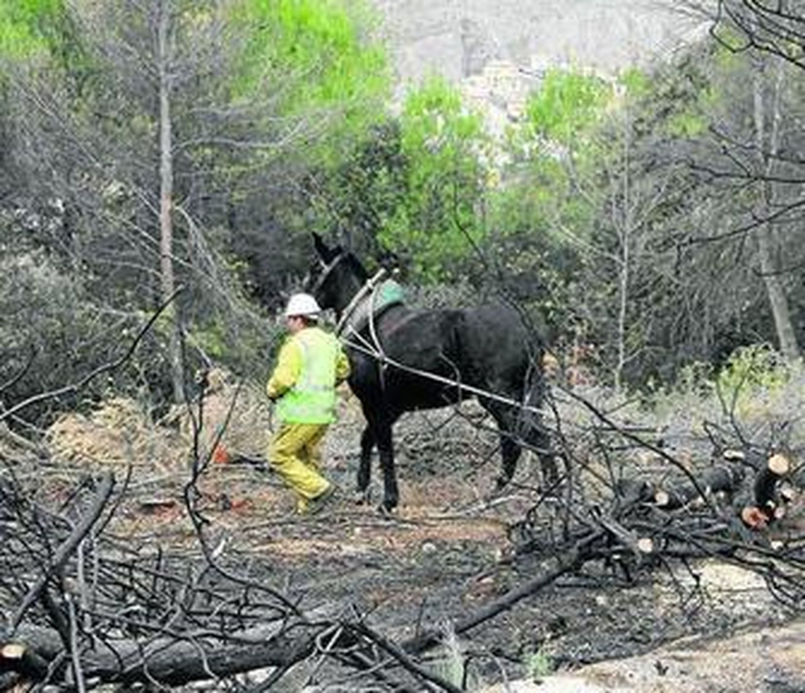La CGH utiliza mulos para los trabajos por la dificultad de las pendientes.