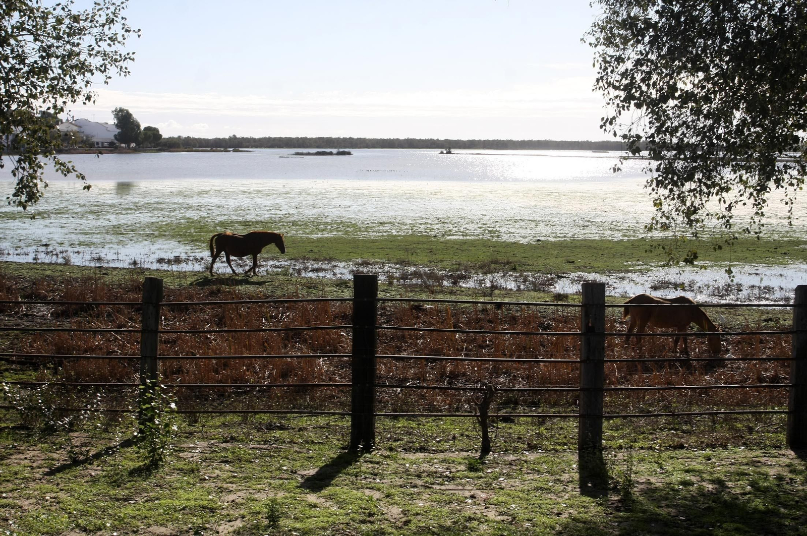 Imagen de las marismas de Doñana.