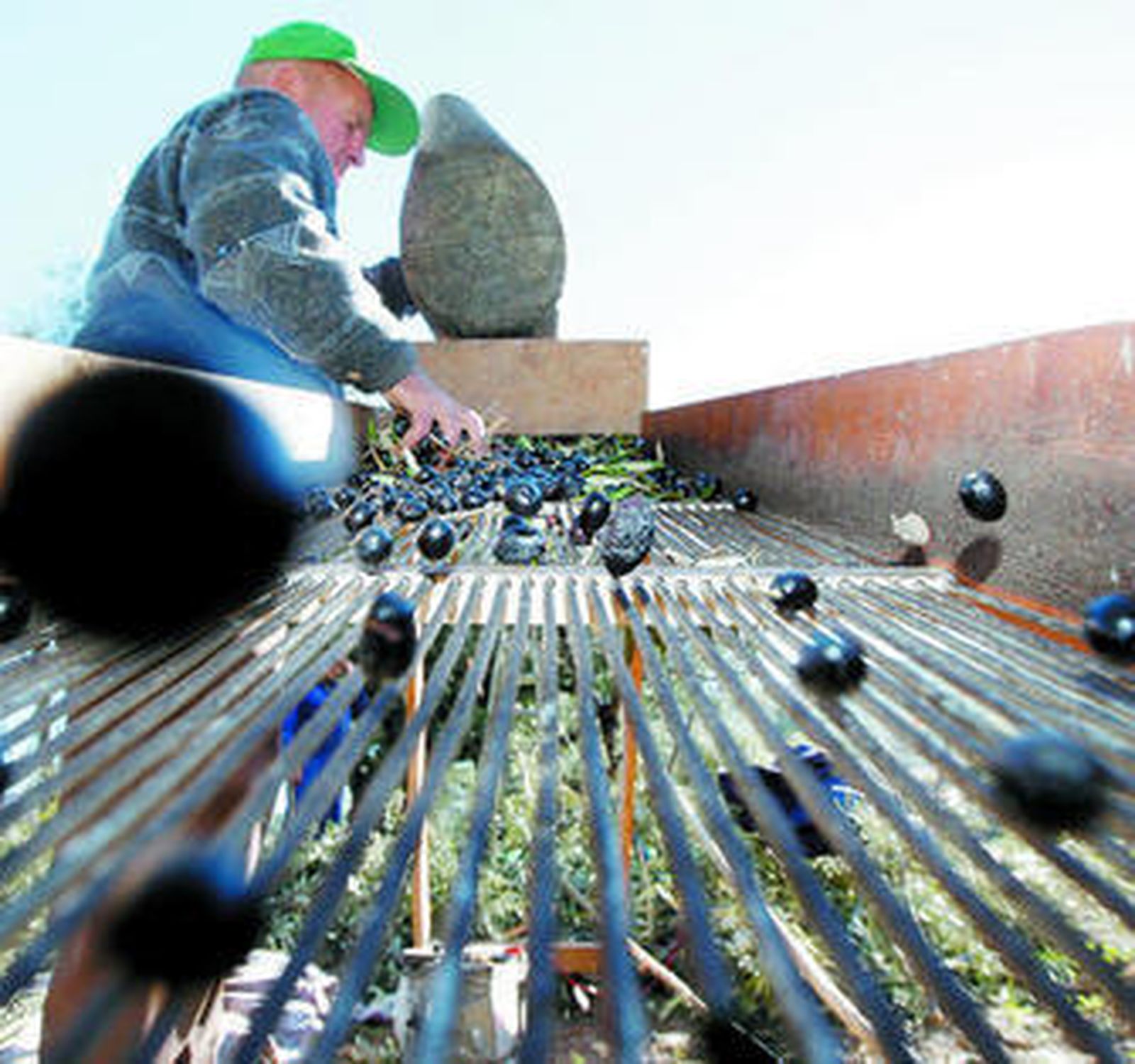 El sector del aceite afectado por la crisis de precios.