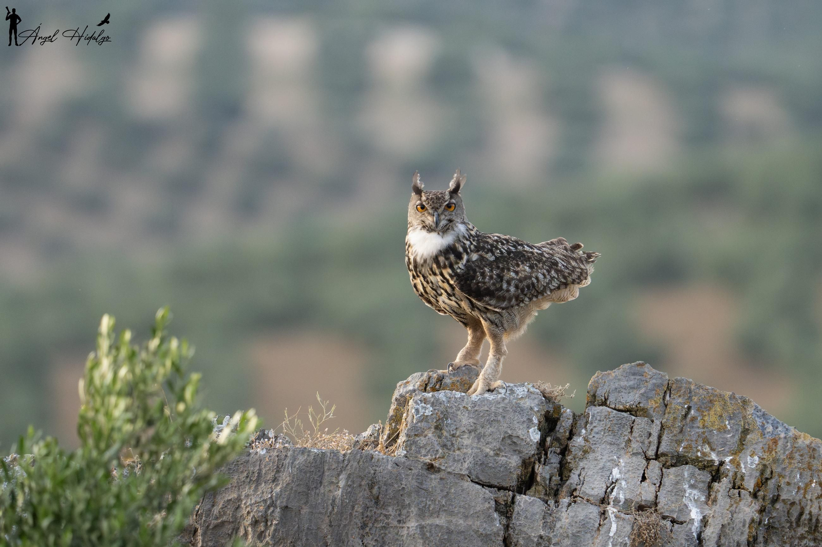 Ángel Hidalgo, el fotógrafo que inmortalizó al lince blanco Satureja: