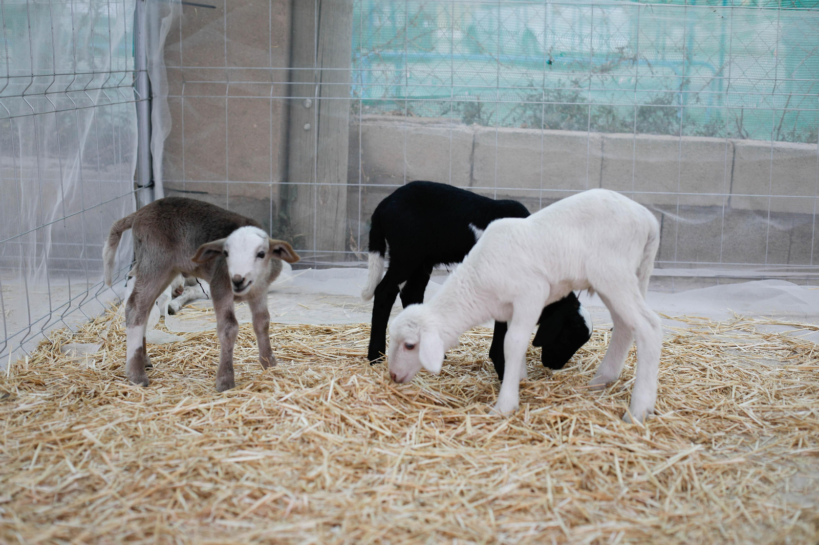 Galería de la Feria  de ganado en Tarambana