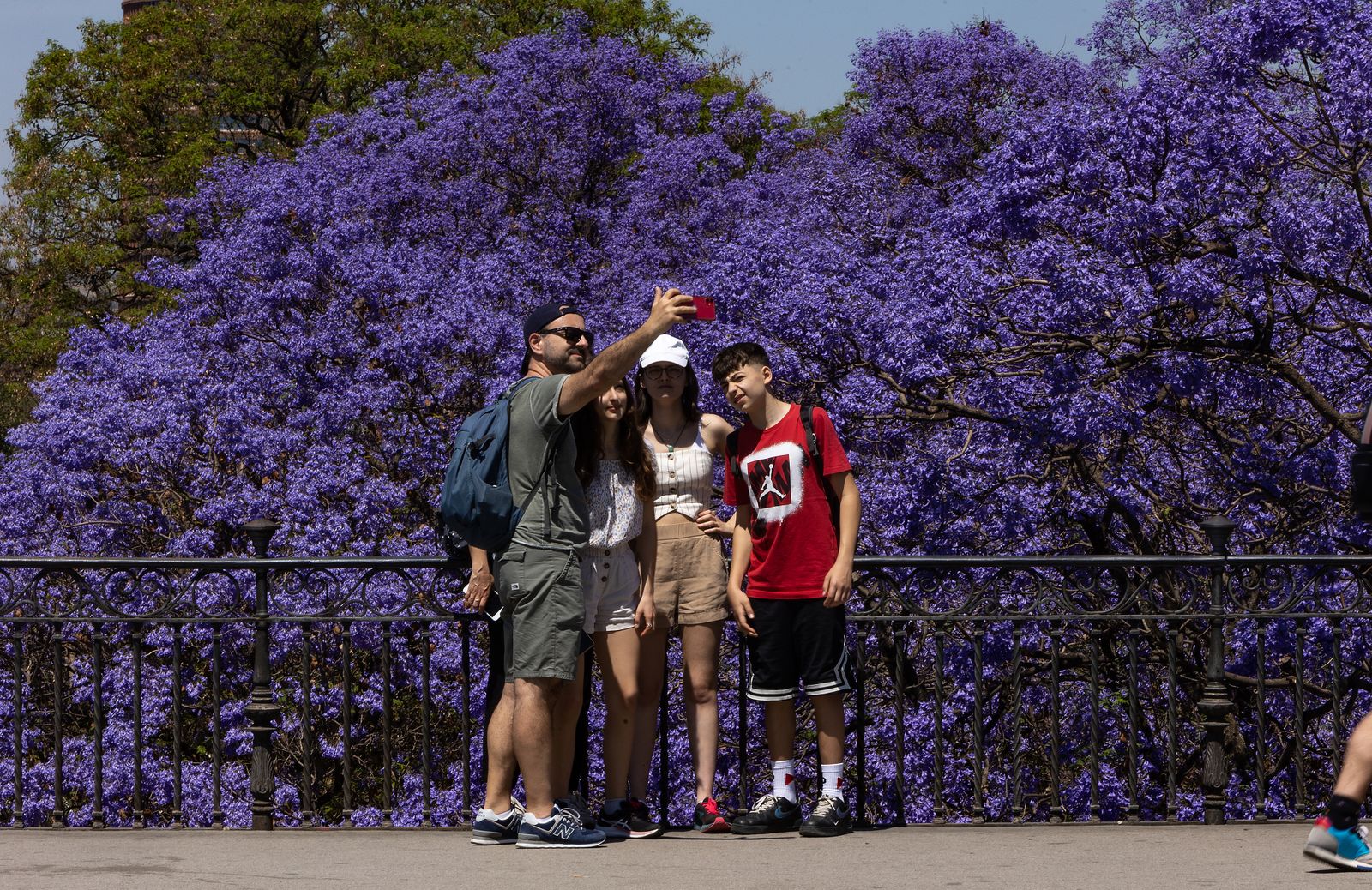 Las jacarandas vuelven a teñir de morado Sevilla