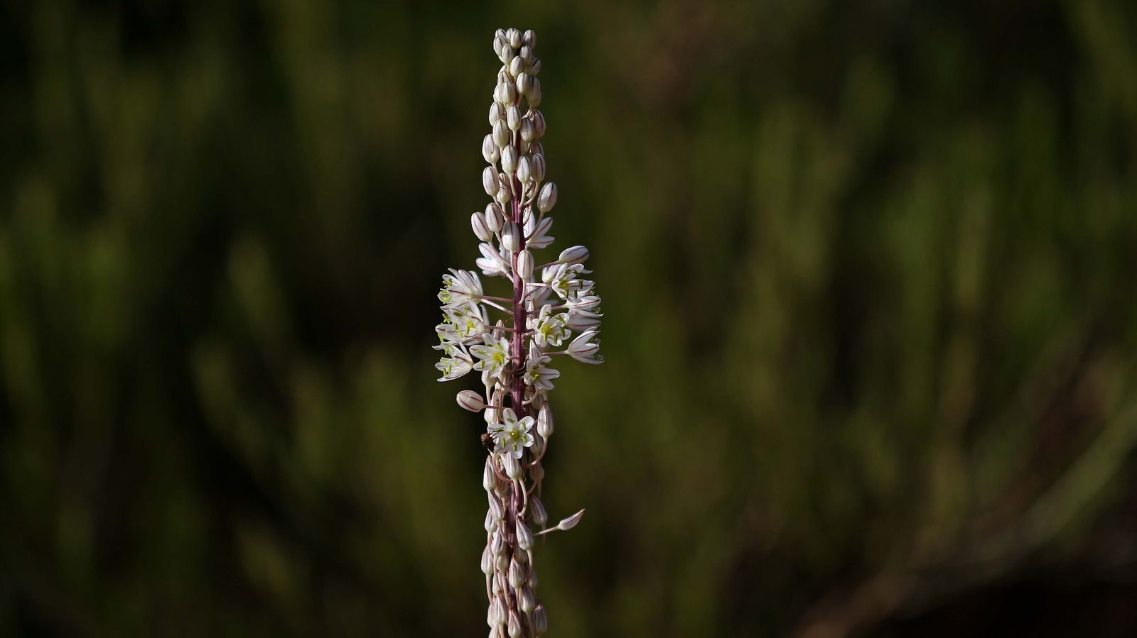 Las mejores fotos de San Carlos del Tiradero