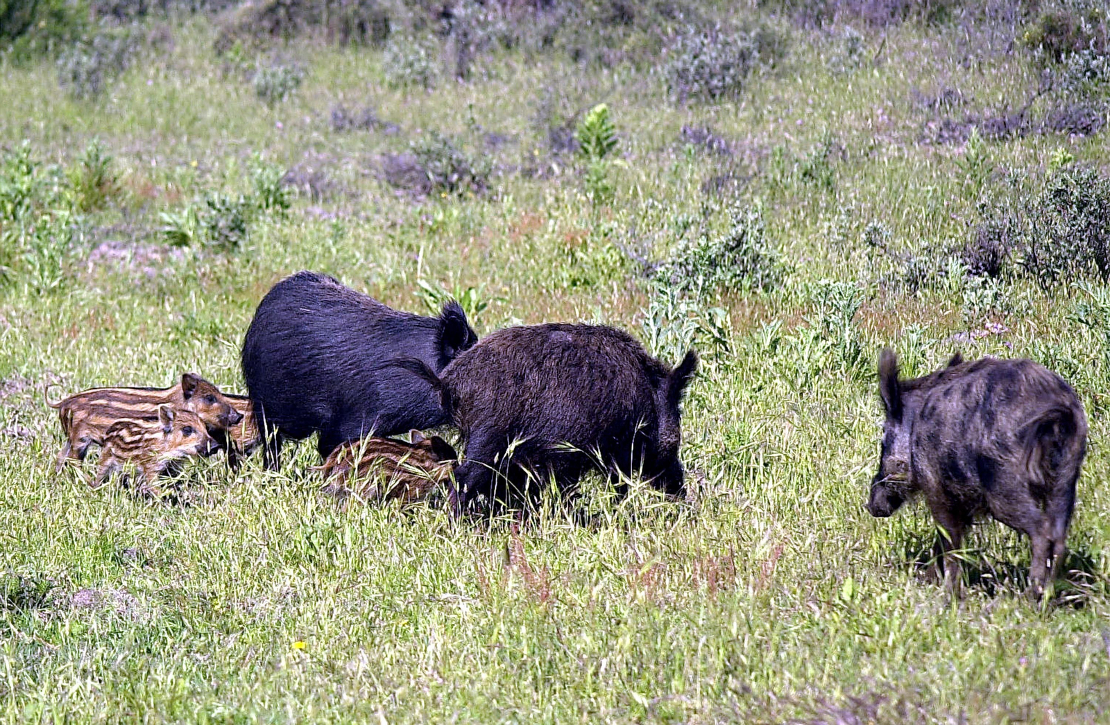 Parque Nacional de Doñana: ¿por qué se llama así?