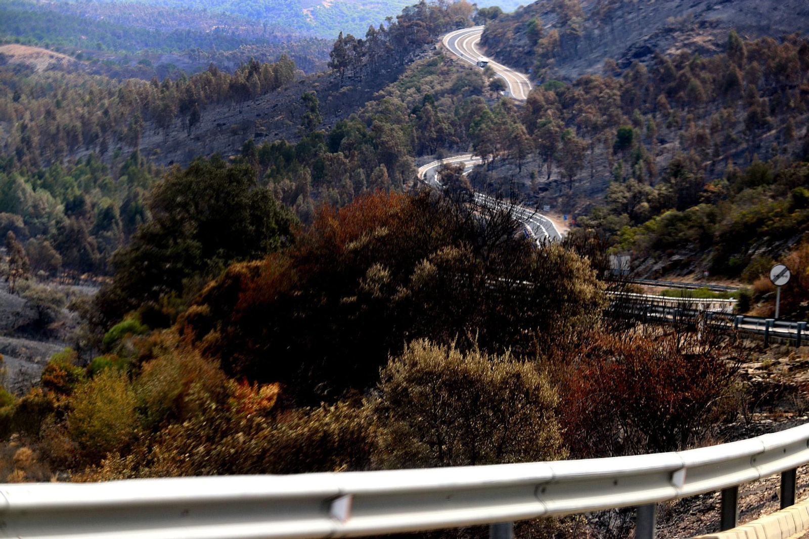 Árboles calcinados en el área afectada por las llamas del incendio de Almonaster.