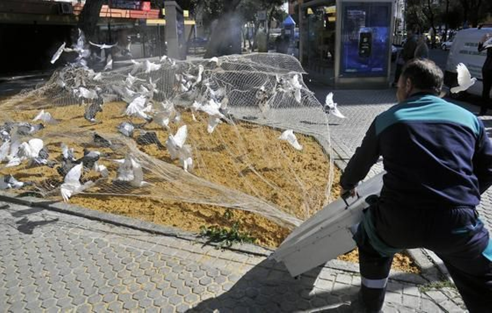 El Ayuntamiento atrapa 500 palomas con el nuevo sistema de cañón de redes.  Foto: Juan Carlos Vázquez