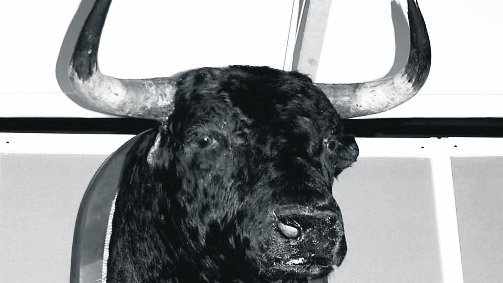 Cabeza disecada de 'Avispado', el toro que mató a Paquirri.