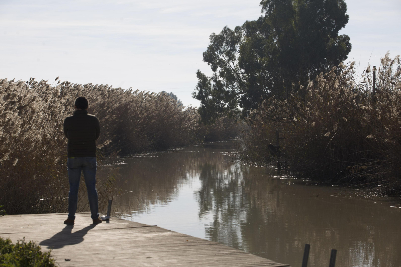 Arroz, cangrejo  y costo