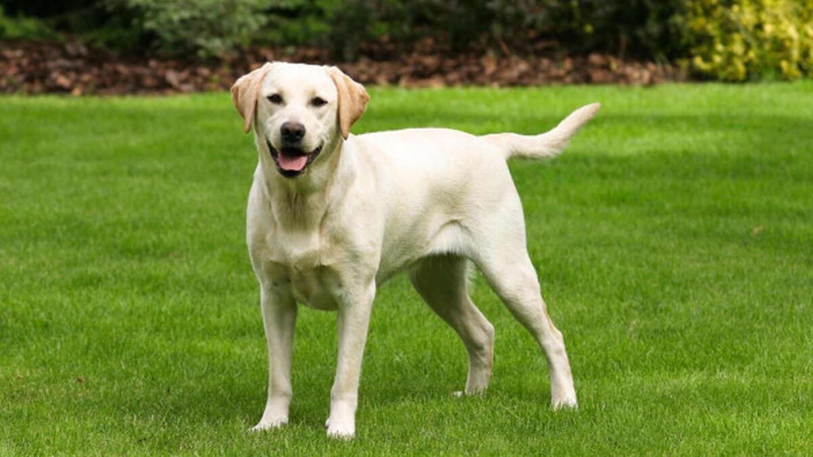 labrador