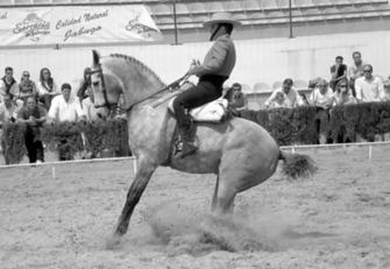 1. Francisco De Paula parando a raya con 'Taco Taco'. 2. Diego Díaz en medias vueltas a lomos de 'Bruto'. 3. José María García Jarana con la yegua 'Kizúa' en vueltas 'sobre las patas' a la mano derecha. 4. Jorge Rebollo montando a 'Sol y Frío' y realizando apoyos al paso a mano izquierda. 5. José Tirado Cerrada con 'Celemín'  en galopes en círculo a la mano izquierda. 6. García Jarana regoge de manos del alcalde de Puebla de Guzmán el trofeo de campeón. 7. Foto de familia al finalizar la gran final del domingo.