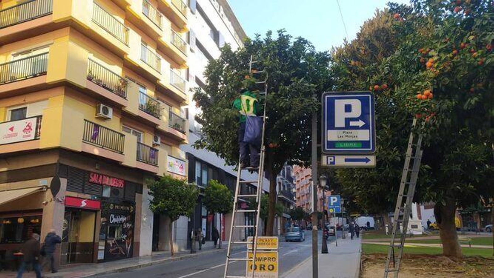 Recogida de las naranjas amargas en Huelva