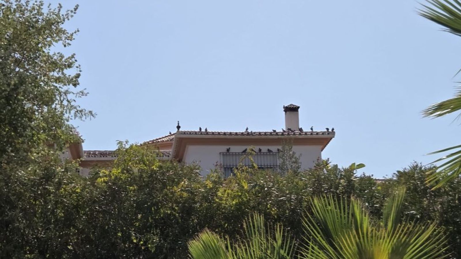 Palomas sobre el tejado de un vecino.