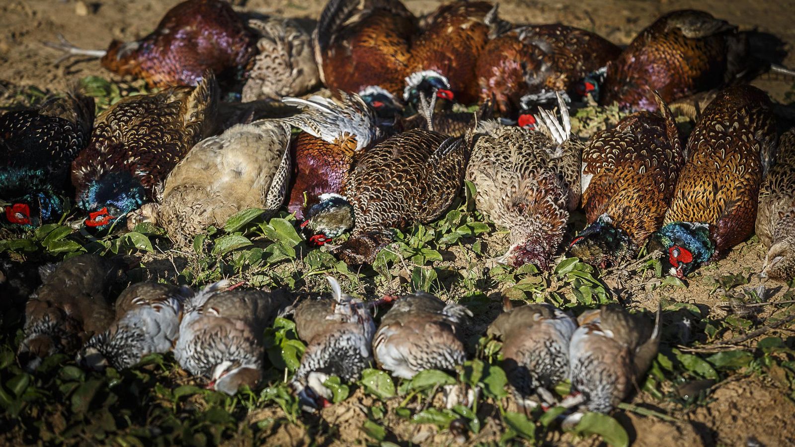 Perdices rojas tras ser abatidas.