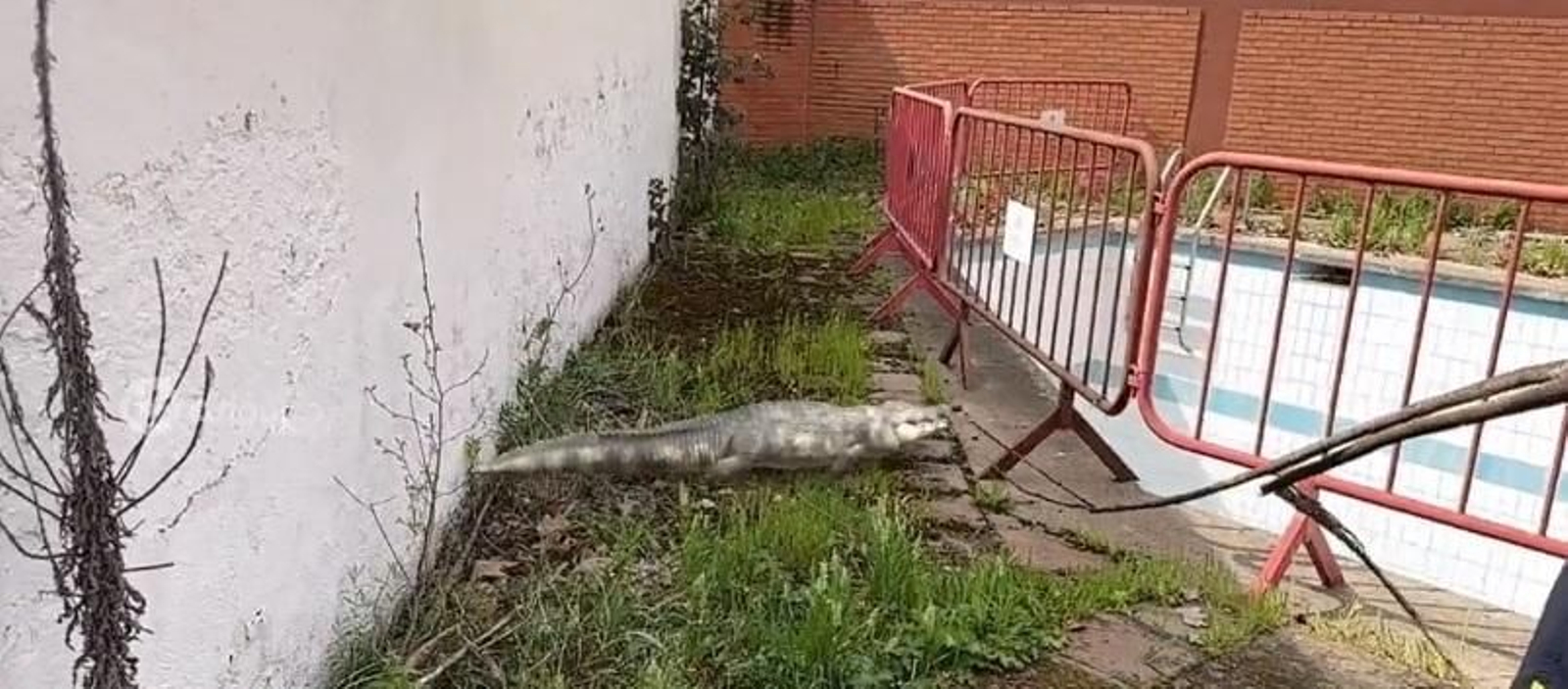 Los bomberos usan la realidad aumentada y crean un cocodrilo en el Parque Central.