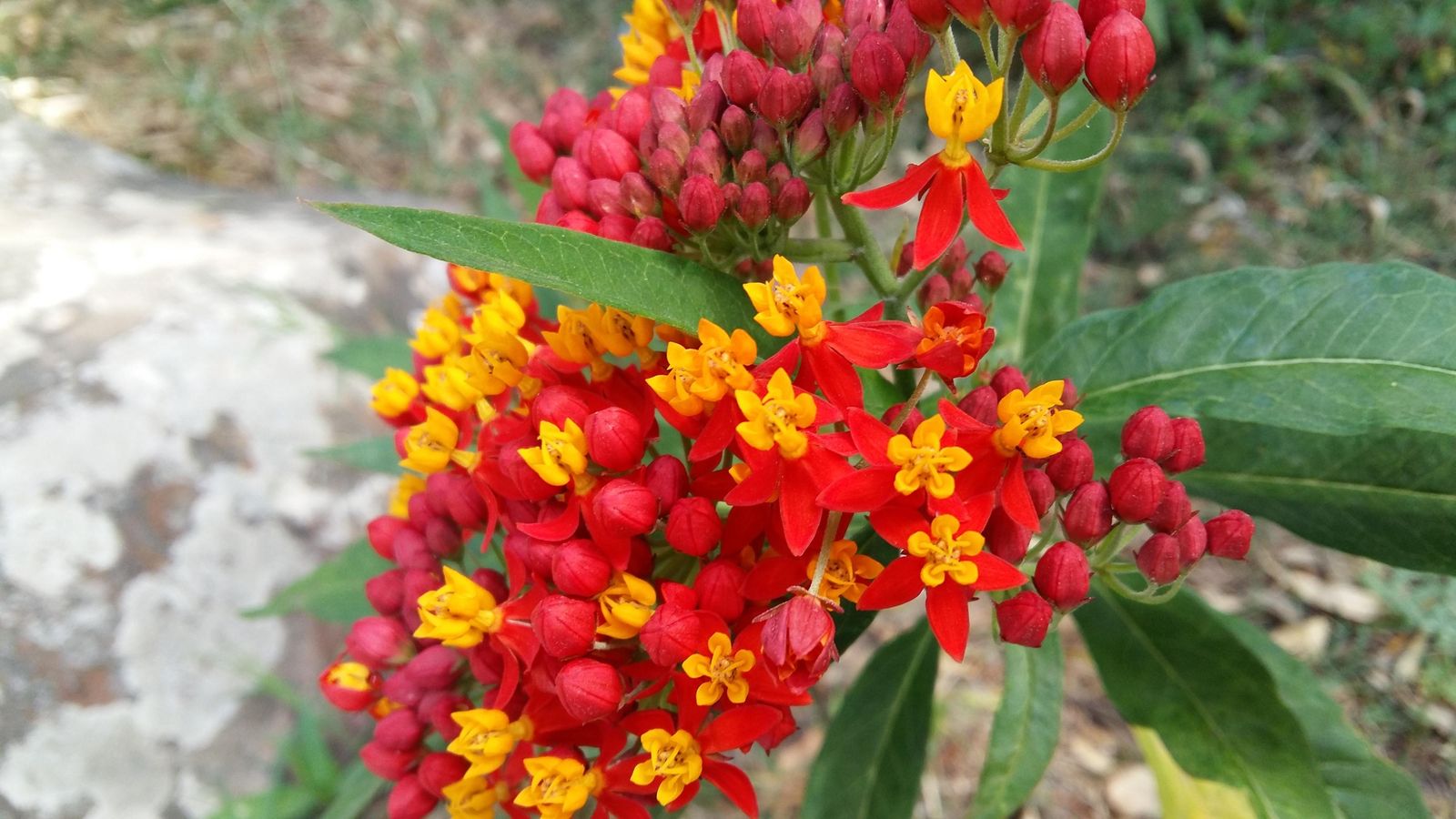 Asclepias en flor.