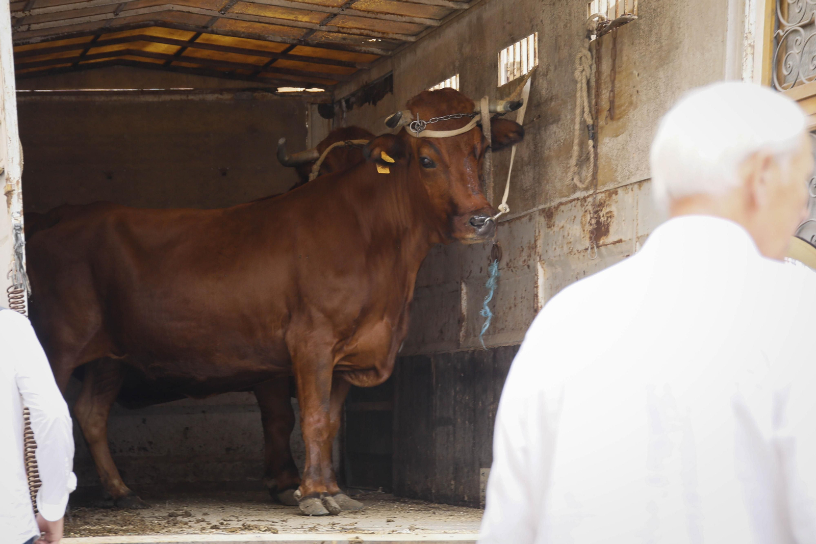 Imágenes de la salida  del Rocío desde la Catedral de Almería