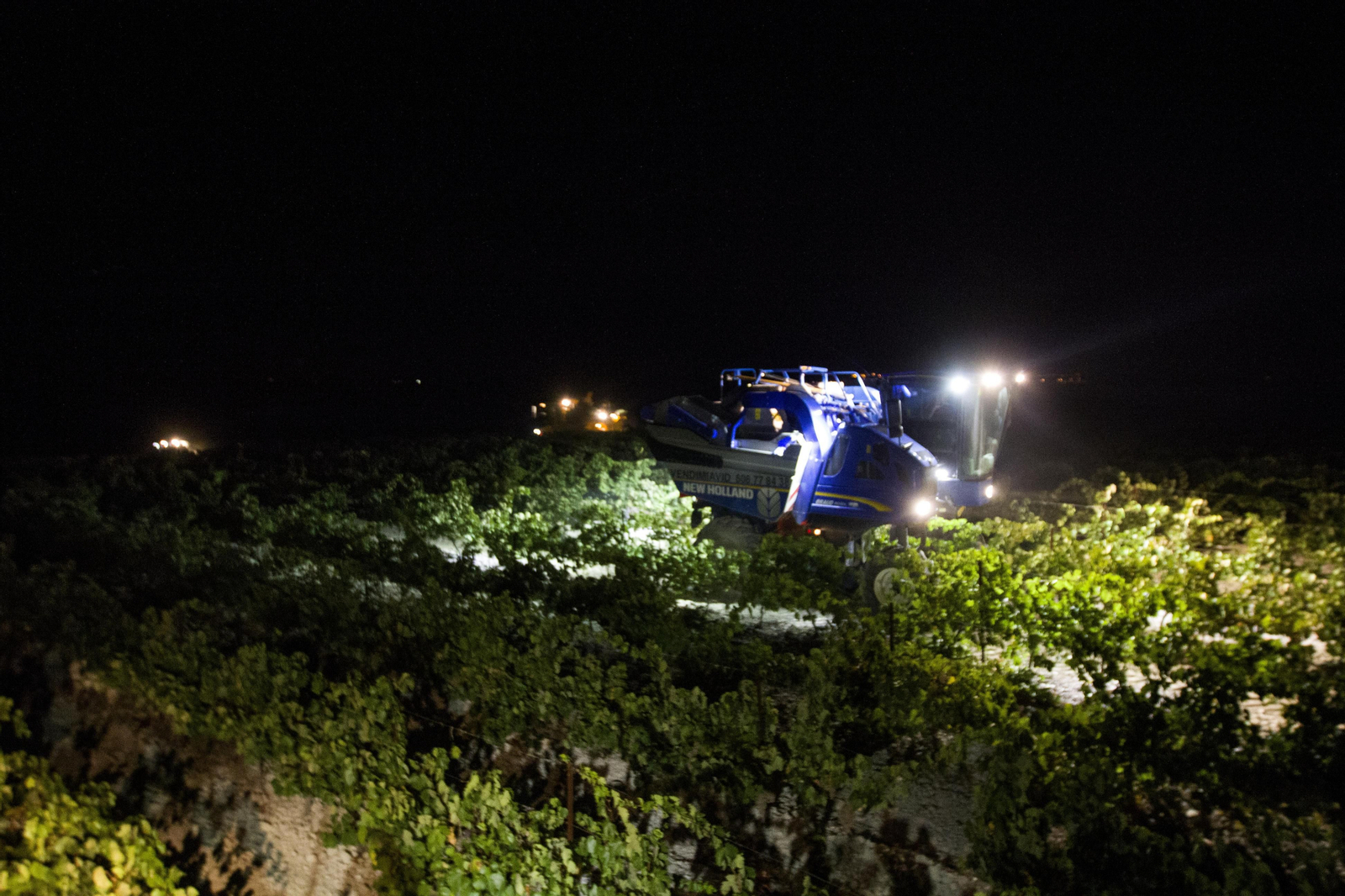 La recogida en la viña Dos Mercedes inicia la campaña en la bodega Williams & Humbert