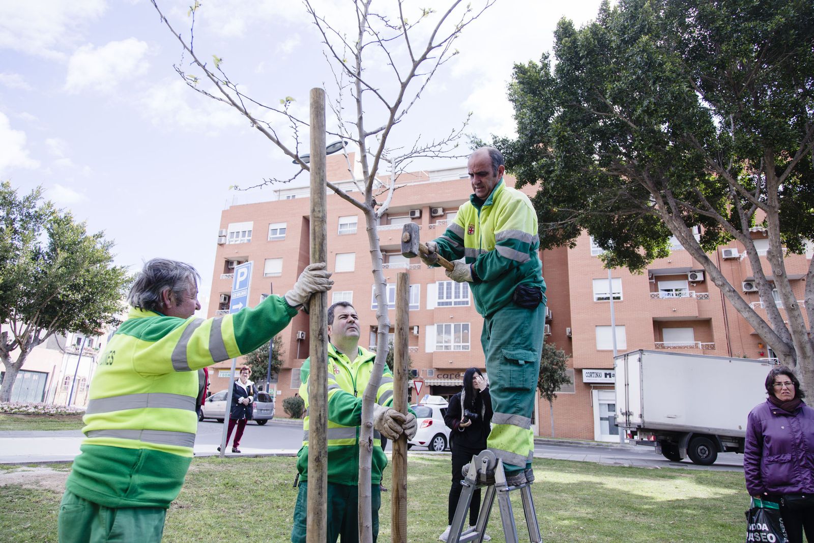 Una morera,  el primero de 800 árboles