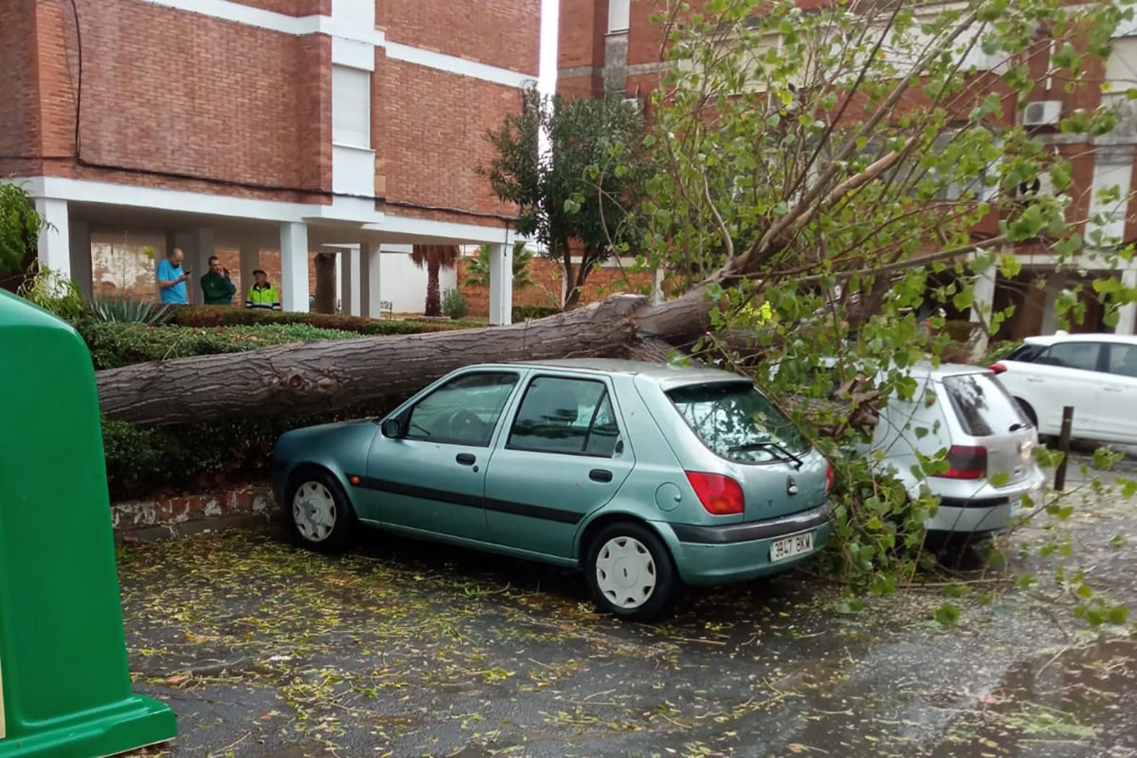 Un árbol cae sobre un vehículo estacionado.