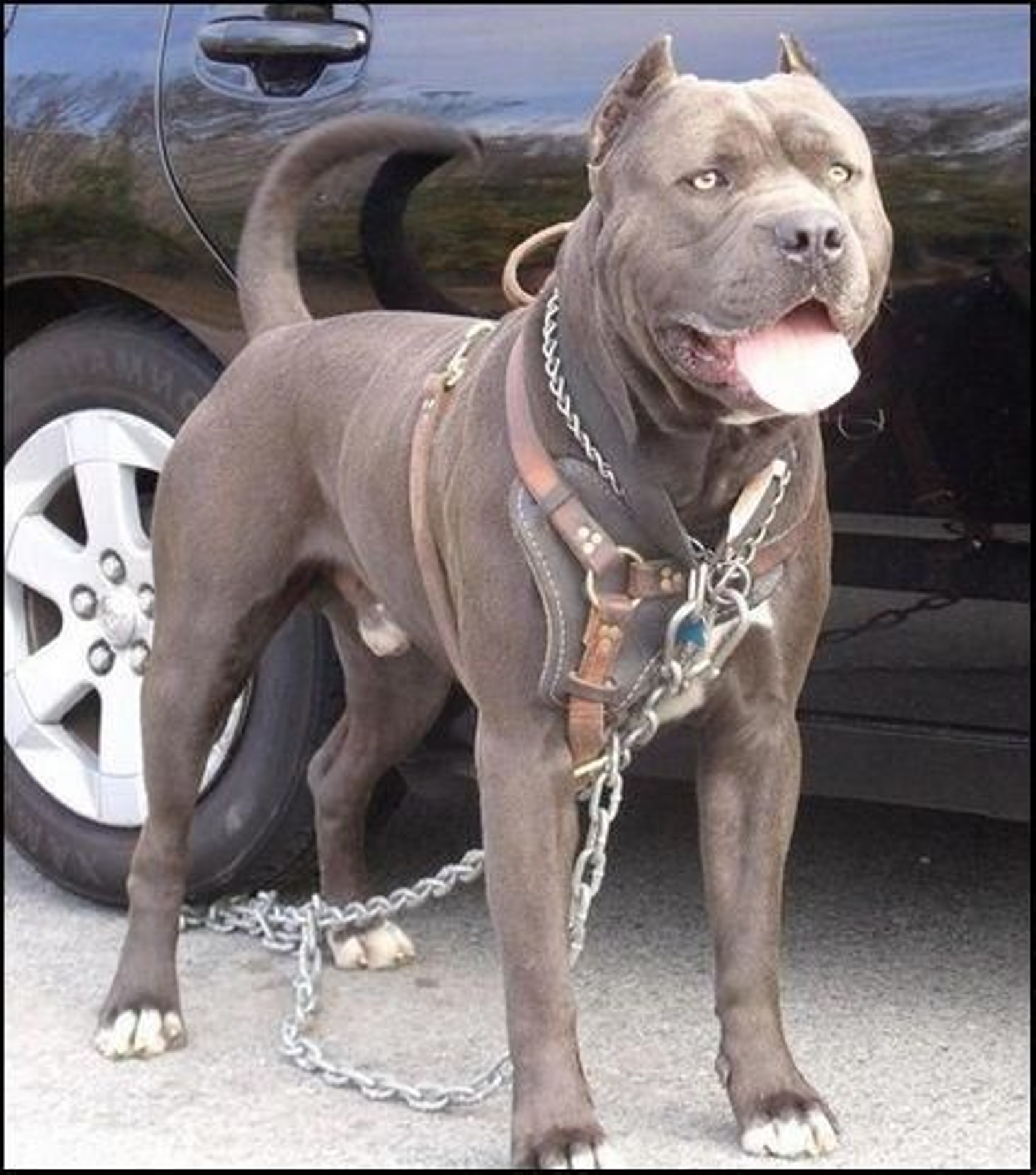 Bandog