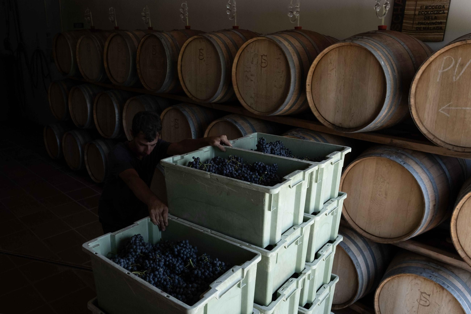 La vendimia de la Serranía, en imágenes