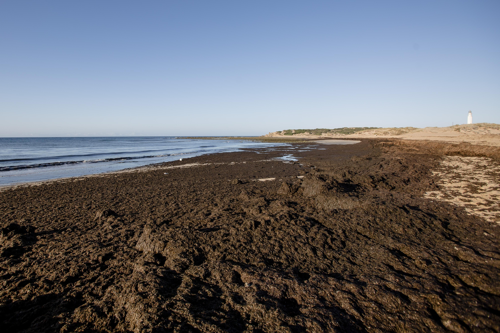 El alga asiática invade de nuevo la playa de Los Caños de Meca