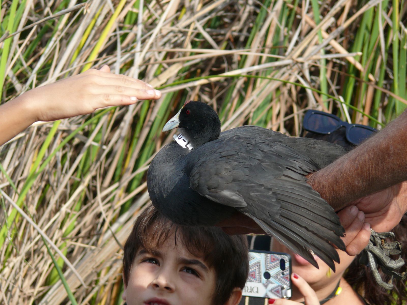 Las imágenes de la suelta de fochas cornudas y porrones pardos