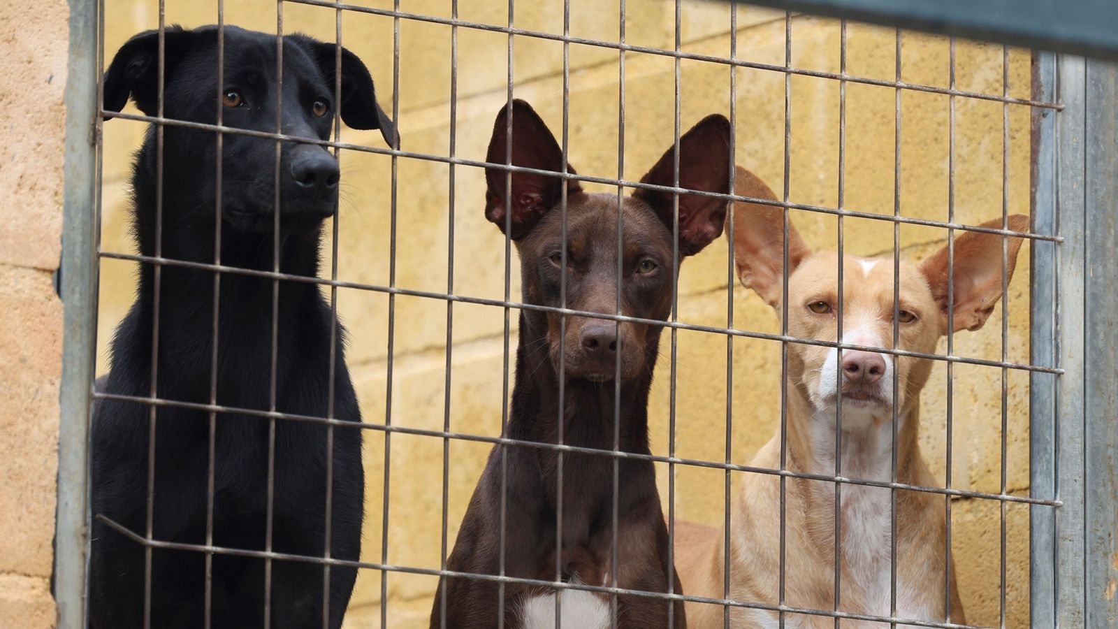 Perros en cheniles de la Protectora de Animales de Málaga