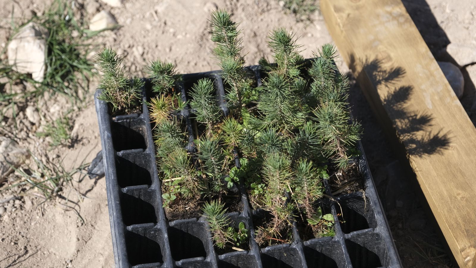 Cajamar pone 'la primera planta' para la reforestación de Sierra María-Los Vélez