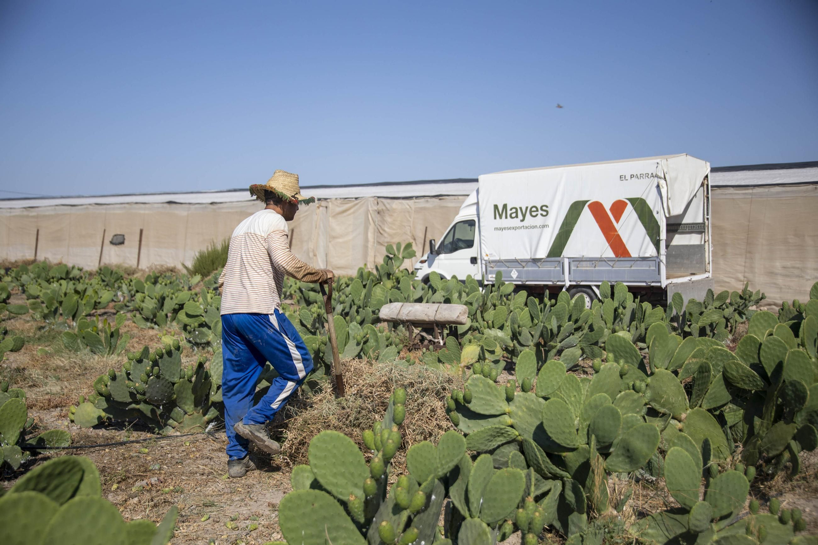 Plantación de chumbos de Níjar