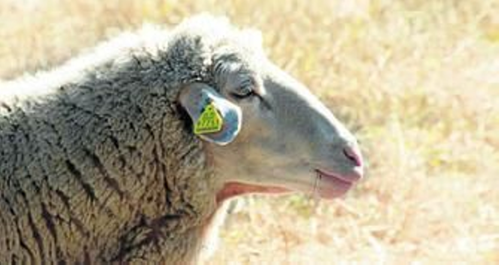 Payoyas y Merinas: Leche, queso y carne