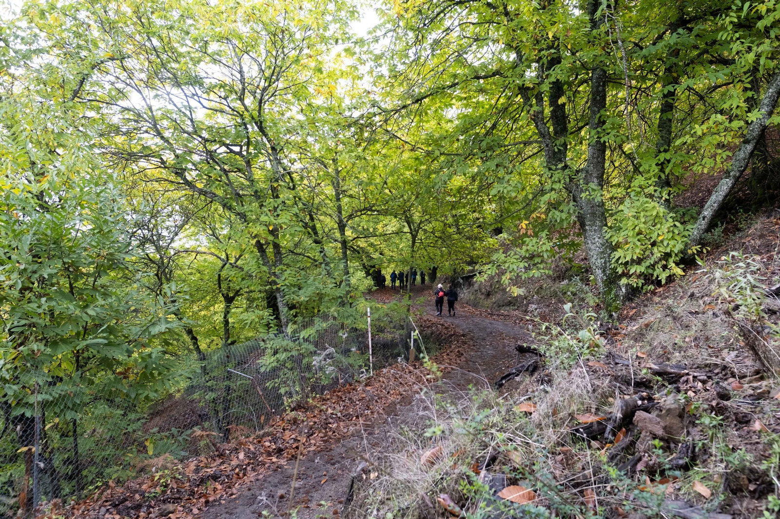 El Bosque de Cobre del Valle del Genal, en fotos