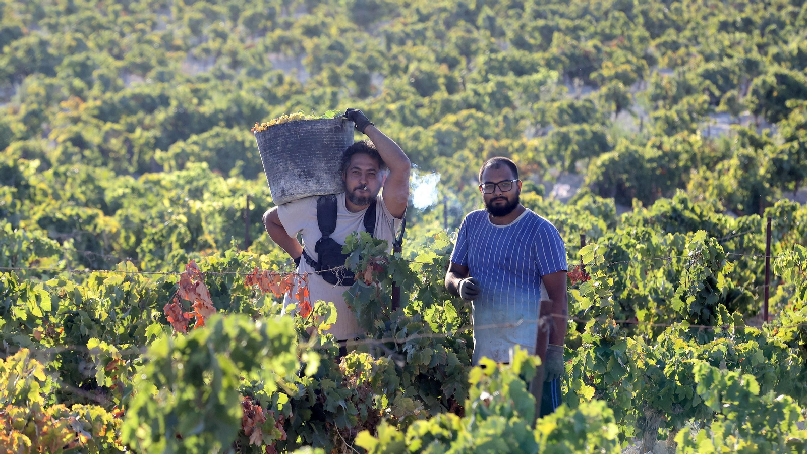 Vendimia a mano en la Viña El Caribe en Jerez