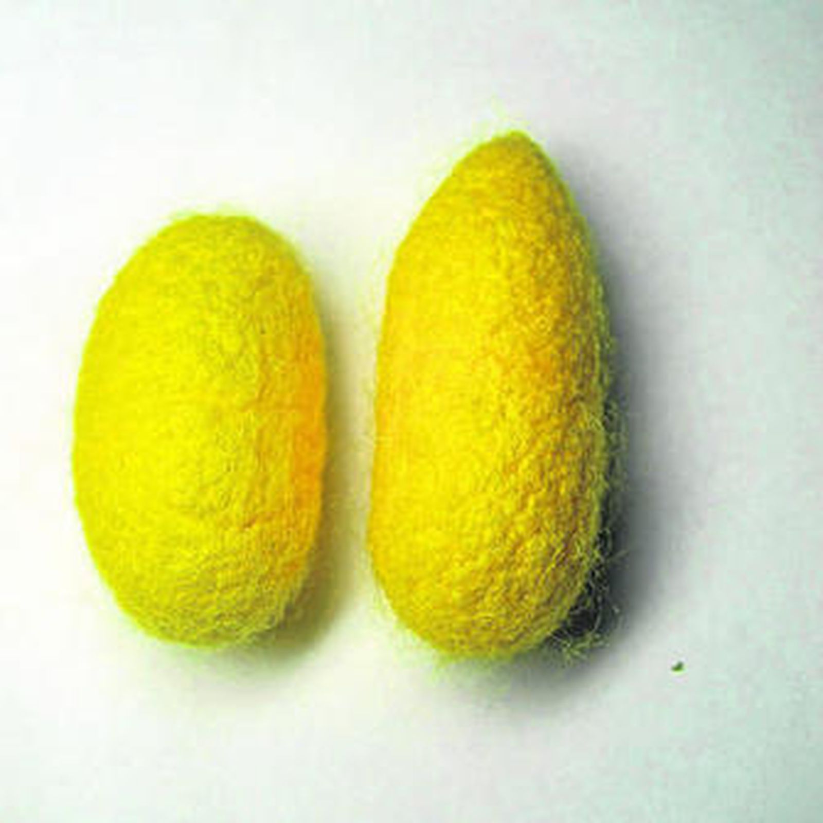 Vuelta a la infancia con los gusanos de seda