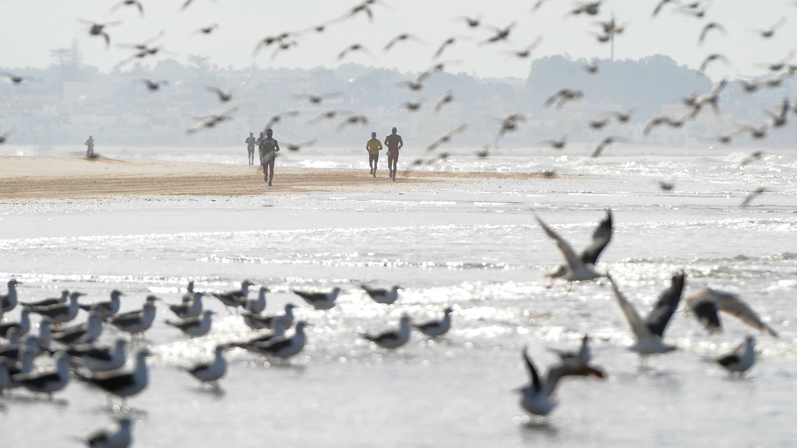 Playa de Doñana, plagada de gaviotas.