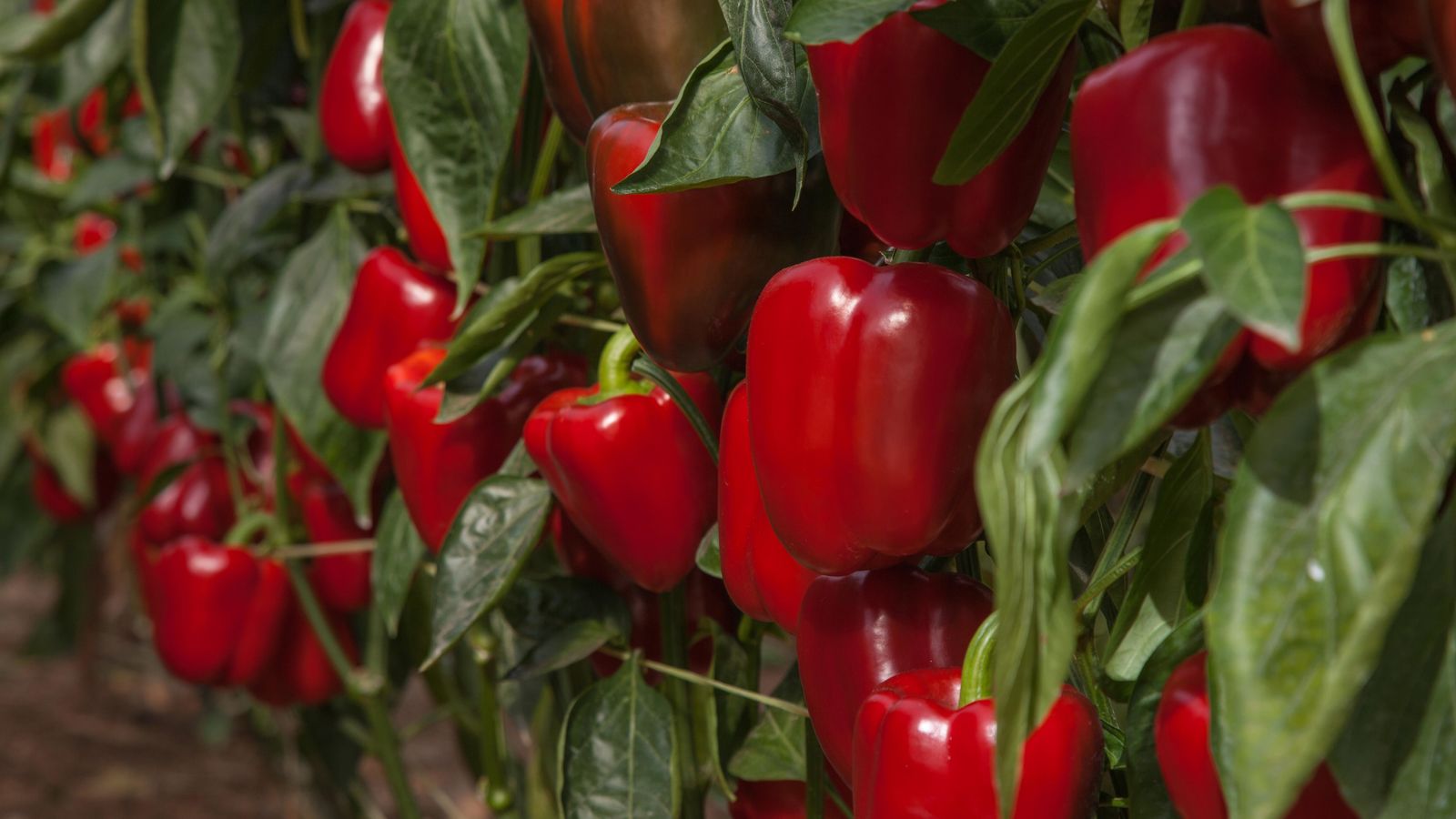 Pimientos en un invernadero de Almería.