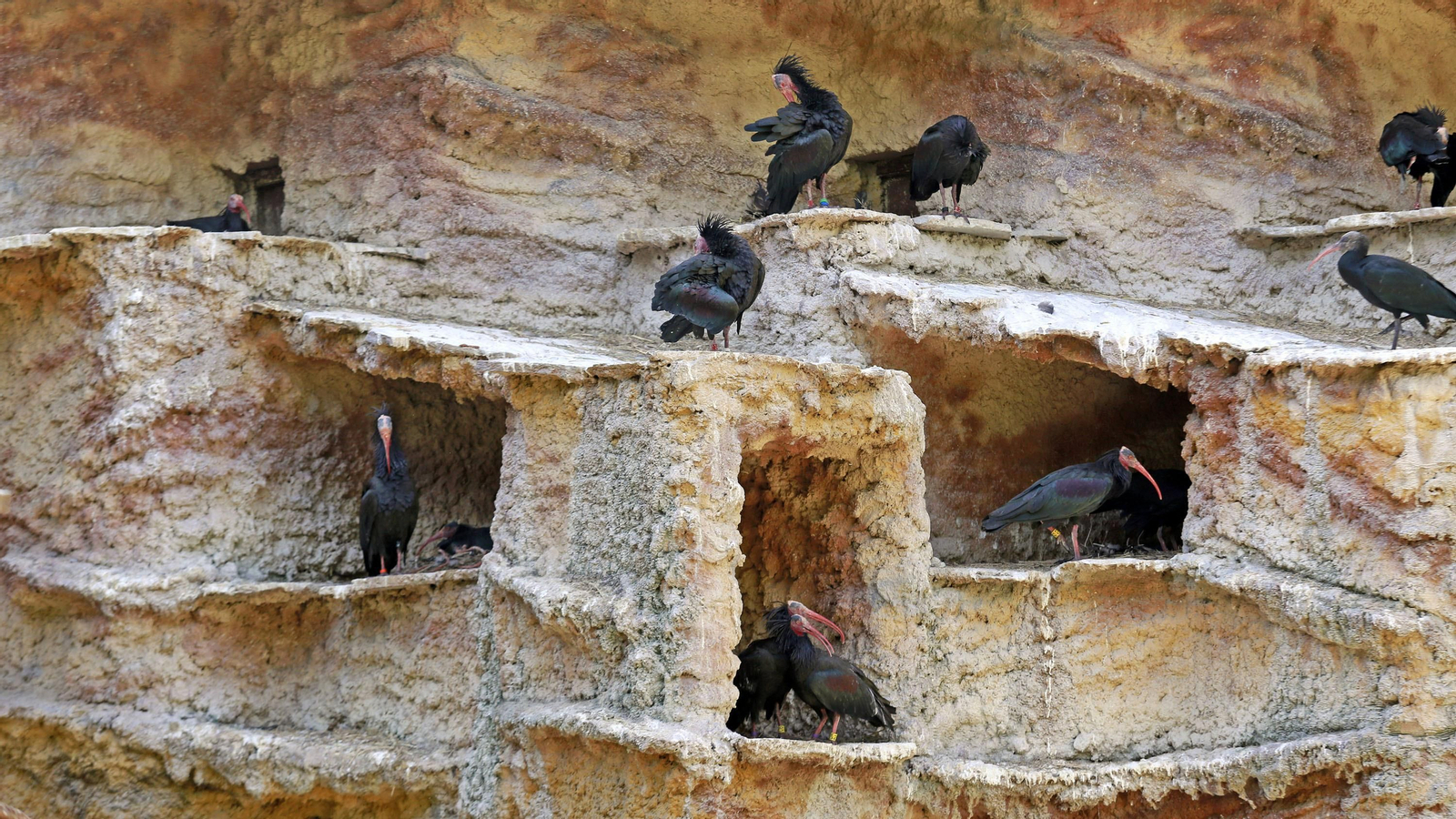 Reapertura del Zoo de Jerez